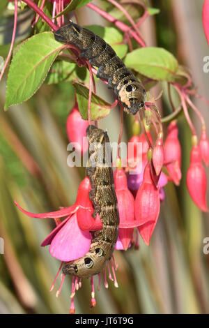 Elephant Hawk Moth Caterpiliers (Deilephila elpenor) alimentation sur une plante de fuchsia montrant des points d'œil défensifs Banque D'Images