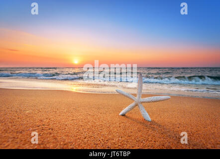 Étoile de shell sur plage à l'aube de la lumière. Banque D'Images