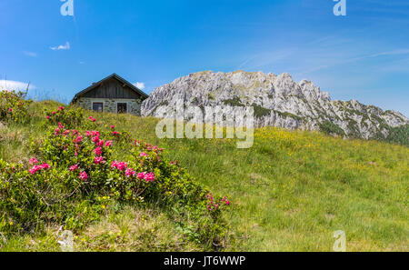 Alpenrose poilue avec l'ancienne cabane de pierres et de montagne Gartnerkofel Nassfeld sur dans les Alpes Carniques en Autriche Banque D'Images