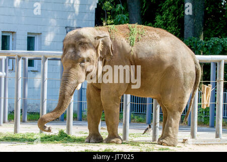 Un grand animal éléphant mange de l'herbe au zoo Banque D'Images