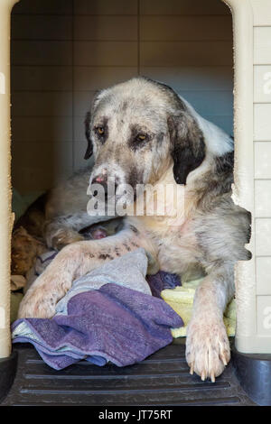 Chien abandonné dans un refuge pour animaux. Andalousie, Espagne du sud Europe Banque D'Images