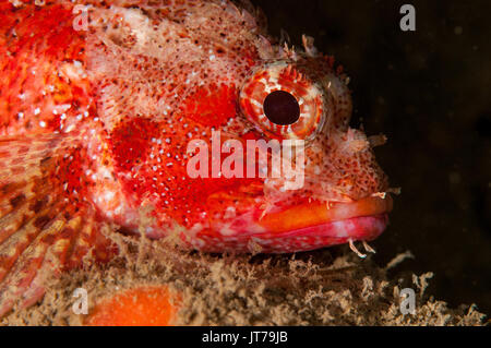 Portrait d'un madère de sébaste (Scorpaena maderensis), l'escala, Costa Brava, Catalogne, Espagne Banque D'Images