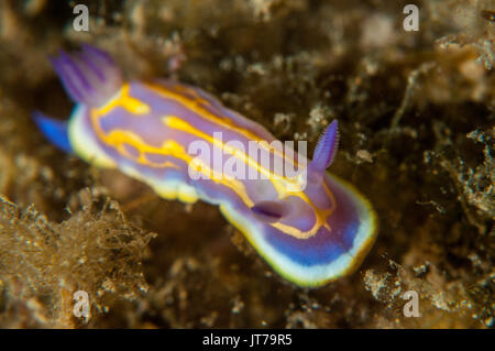 Vue rapprochée d'un nudibranche (Felimida krohni), l'escala, Costa Brava, Catalogne, Espagne Banque D'Images