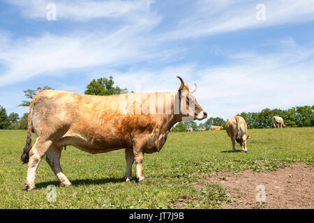 Brown cow boeuf de l'aubrac avec les restes de son manteau d'hiver sur le côté dans un pâturage permanent . Cette race de bovins français est utilisé pour la viande et lait Banque D'Images