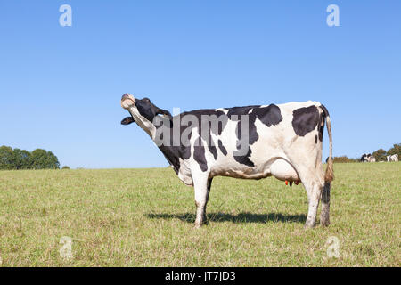 Vue sur l'horizon d'un fun noir et blanc vache laitière Holstein avec une mamelle et sa tête soulevée en l'air jusqu'à en effacer sunny blue copy space Banque D'Images