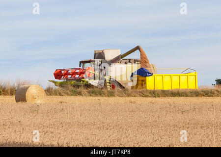 Remplissage d'agriculteurs d'une remorque avec des superficies de blé, Triticum aestivum, à l'aide d'une moissonneuse-batteuse Claas 650 rendmt Lexion sur l'horizon dans un agricultura Banque D'Images