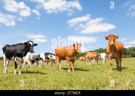 Troupeau mixte de vaches laitières Holstein Friesian noires et blanches et de bovins de boucherie Limousin brun rouge dans un pâturage ensoleillé Banque D'Images