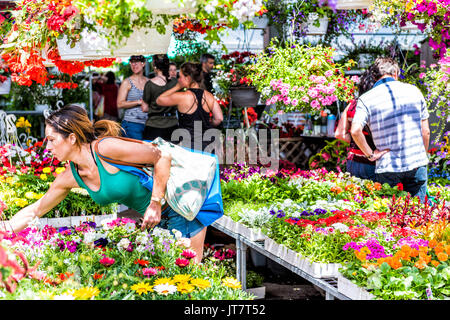 Montréal, Canada - le 28 mai 2017 Fleuriste : magasin avec beaucoup de fleurs et de personnes marchant au marché des fermiers de Jean-Talon Banque D'Images