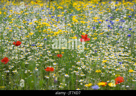 Pré de fleurs sauvages en été . Banque D'Images