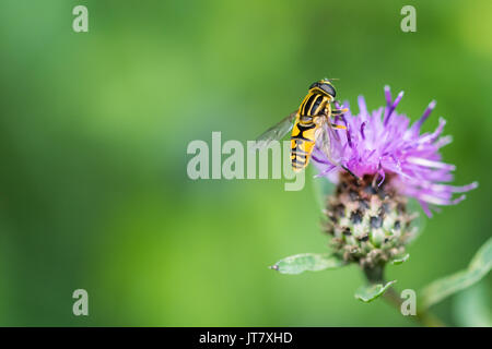 Jaune et Noir hoverfly reposant sur purple thistle flower head Banque D'Images