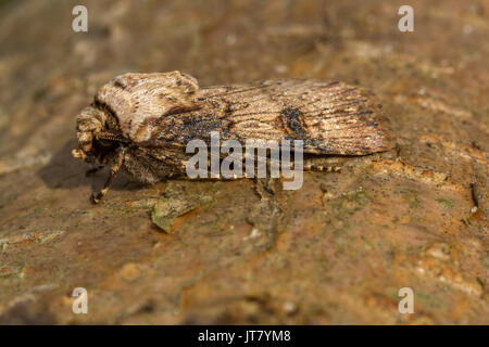 Royaume-uni : la faune en forme de navette dart (Agrotis puta) papillon posé sur un journal, Doncaster, Angleterre Banque D'Images