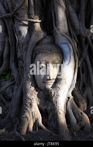 La tête en pierre d'une statue de Bouddha dans les racines d'un arbre de Bodhi dans Wat Mahathat, Ayutthaya, Thaïlande Banque D'Images