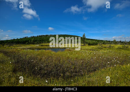 Le Cihadle peat moors, Na (Montagnes Jizera Izera), République tchèque, le 8 août 2017. (Photo/CTK Radek Petrasek) Banque D'Images