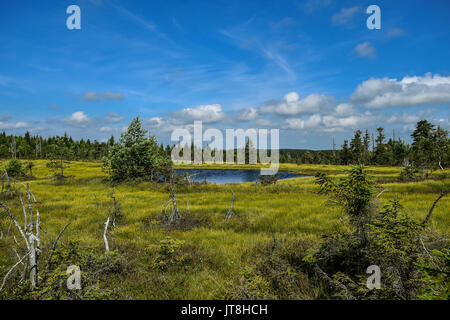 Le Cihadle peat moors, Na (Montagnes Jizera Izera), République tchèque, le 8 août 2017. (Photo/CTK Radek Petrasek) Banque D'Images