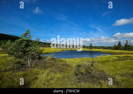 Le Cihadle peat moors, Na (Montagnes Jizera Izera), République tchèque, le 8 août 2017. (Photo/CTK Radek Petrasek) Banque D'Images