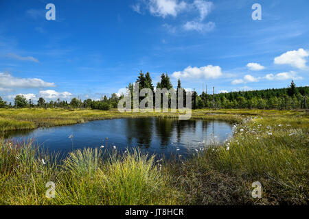 Le Cihadle peat moors, Na (Montagnes Jizera Izera), République tchèque, le 8 août 2017. (Photo/CTK Radek Petrasek) Banque D'Images