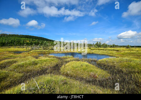 Le Cihadle peat moors, Na (Montagnes Jizera Izera), République tchèque, le 8 août 2017. (Photo/CTK Radek Petrasek) Banque D'Images