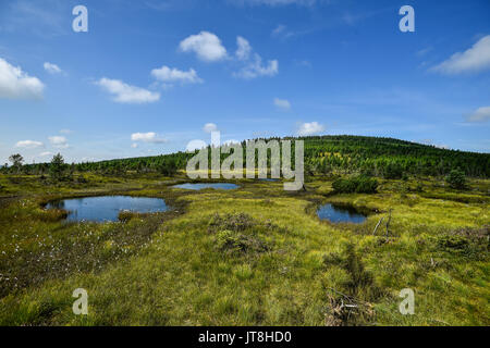 Le Cihadle peat moors, Na (Montagnes Jizera Izera), République tchèque, le 8 août 2017. (Photo/CTK Radek Petrasek) Banque D'Images