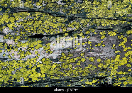 Ces lichens jaunes poussant sur un gros rocher faisant une intéressante étude de la nature, ainsi qu'un curieux arrière-plan. Les organismes vivants sont une combinaison d'un champignon qui a une relation symbiotique avec une algue ou une bactérie. Le lichen est considérée comme l'une des plus anciennes formes de vie et remonte à au moins 400 millions d'années. On appelle ces lichens Rhizocarpon geographicum (carte) et chaque tache jaune comporte une bordure noire de spores. Banque D'Images