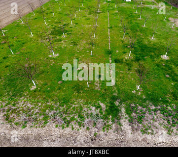 Cherry Orchard prévues. Les jeunes arbres de cerise douce. Pelouse dans le jardin de la cerise Banque D'Images