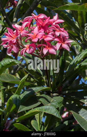 Pink Plumeria frangipani flowers blooming dans un jardin dans le sud de la Californie Banque D'Images