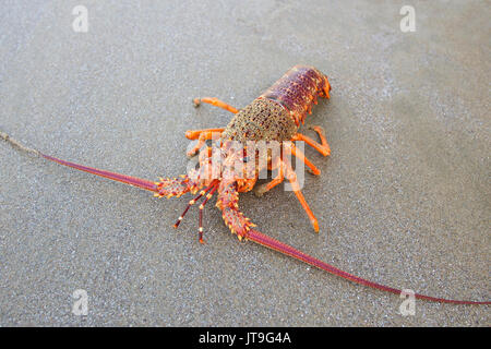 Gros plan sur le sud de la langouste sur la plage Banque D'Images