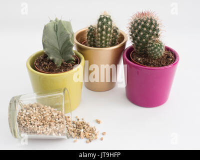 Paillis de vermiculite ajouté aux cactus dans des pots Banque D'Images