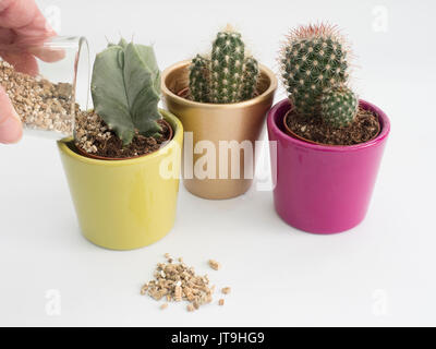 Paillis de vermiculite ajouté aux cactus dans des pots Banque D'Images