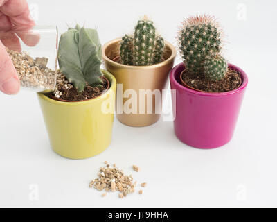 Plantes d'intérieur de cactus - paillis de vermiculite ajouté à la main Banque D'Images