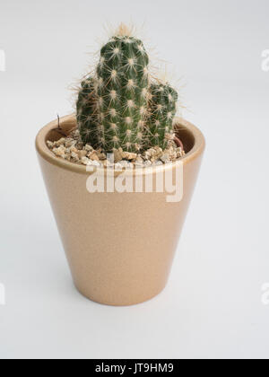 Plante d'intérieur de cactus dans un petit pot Banque D'Images