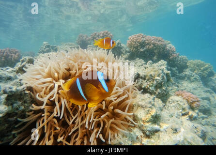 Le poisson clown (Amphiprion bicinctus ou deux bandes de poisson de l'anémone) près de l'anémone de mer à protège les poissons clowns des prédateurs. Mer Rouge, Marsa Alam, Egypte Banque D'Images