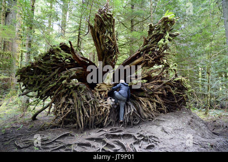 Une femme sur un tombé red cedar tree structure racine à Cathedral Grove, près de Port Alberni, l'île de Vancouver, Colombie-Britannique, Canada. Banque D'Images