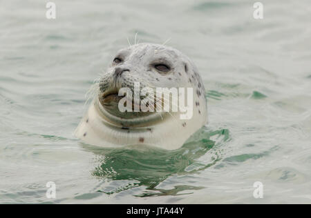 Curieux Phoque commun (Phoca vitulina) dans l'océan Pacifique. Banque D'Images