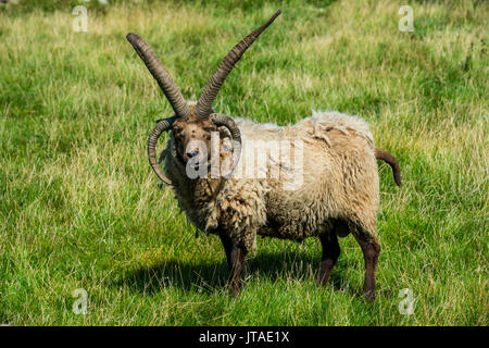 Mouton à quatre cornes Manx Loaghtan (Ovis aries) dans le musée vivant du village de Cregneash, île de Man, dépendance de la couronne du Royaume-Uni Banque D'Images