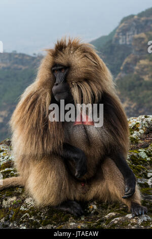 Gélada (Theropithecus gelada mâle) dans le parc national des montagnes du Simien, Site du patrimoine mondial de l'UNESCO, l'Éthiopie, l'Afrique Banque D'Images