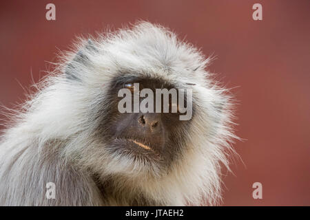 Animaux singe Langur monkey (Semnopithecus), Rajasthan, Inde, Asie Banque D'Images