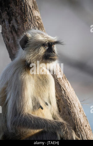 Animaux singe Langur monkey (Semnopithecus), Rajasthan, Inde, Asie Banque D'Images