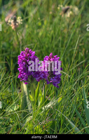 Marsh orchid, Loop Head, Comté de Clare, Munster, République d'Irlande, Europe Banque D'Images