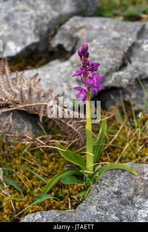 Early Purple orchid, le Burren, comté de Clare, Munster, République d'Irlande, Europe