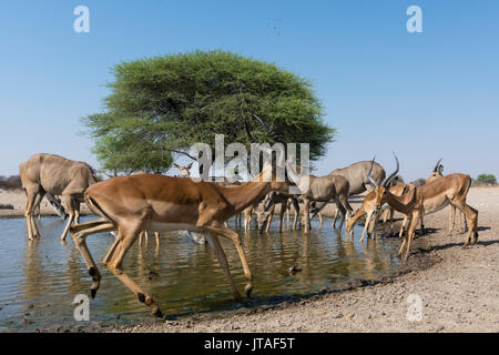 Image de l'appareil photo à distance le grand koudou (Tragelaphus strepsiceros) et l'Impala (Aepyceros melampus) à l'eau, Botswana, Africa Banque D'Images