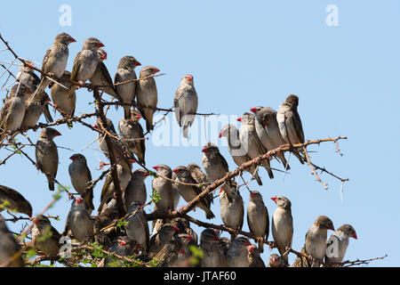 Un troupeau quéléa à bec rouge (quelea Quelea) perché sur un arbre, Botswana, Africa Banque D'Images