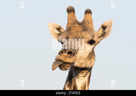 Portrait d'un sud de Girafe (Giraffa camelopardalis), Kalahari, Botswana, Africa Banque D'Images