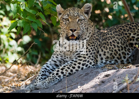 Un léopard (Panthera pardus) reposant à l'ombre, Botswana, Africa Banque D'Images