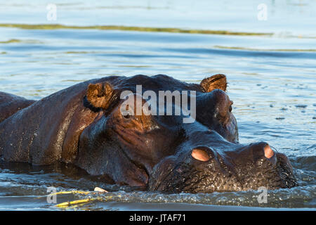 Un Hippopotame (Hippopotamus amphibius), dans le Delta de l'Okavango regardant la caméra, Botswana, Africa Banque D'Images