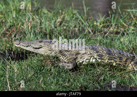 Un crocodile du Nil (Crocodylus niloticus), sur la rivière Khwai, Okavango Delta, Botswana, Africa Banque D'Images