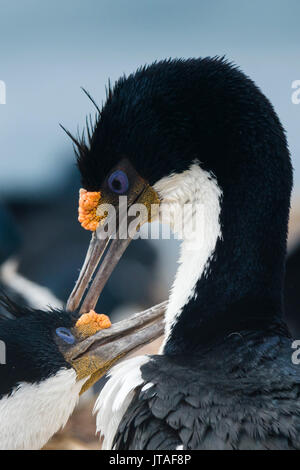 Cormorans impériaux (Leucocarbo atriceps) dans la région de parade nuptiale, îles Malouines, l'Amérique du Sud Banque D'Images
