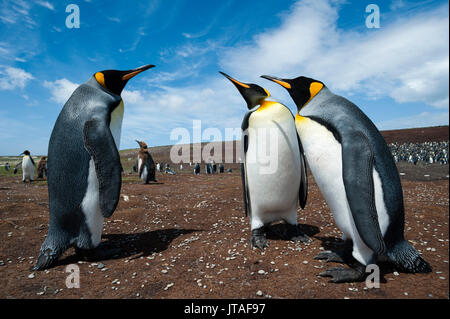 Le manchot royal (Aptenodytes patagonica) combats, îles Malouines, l'Amérique du Sud Banque D'Images