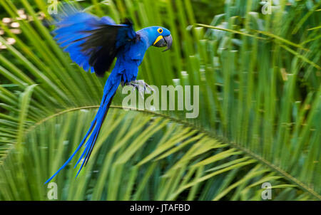 Anodorhynchus hyacinthinus Hyacinth Macaw () en vol, Pantanal, Brésil. Les espèces vulnérables. Banque D'Images