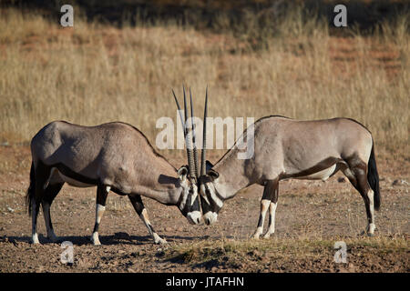 Gemsbok (Oryx d'Afrique du Sud) (Oryx gazella) sparring, Kgalagadi Transfrontier Park, Afrique du Sud, l'Afrique Banque D'Images