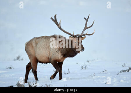 Le wapiti (Cervus canadensis) bull dans la neige en hiver, le Parc National de Yellowstone, Wyoming, États-Unis d'Amérique, Amérique du Nord Banque D'Images